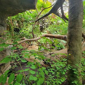 Cleveland Zoo, Rainforest - Another duck and turtle area