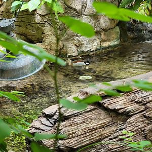 Cleveland Zoo, Rainforest - Ringed teal