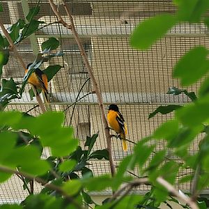 Cleveland Zoo, Rainforest - Baltimore orioles