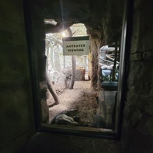 Cleveland Zoo, Rainforest - Giant anteater