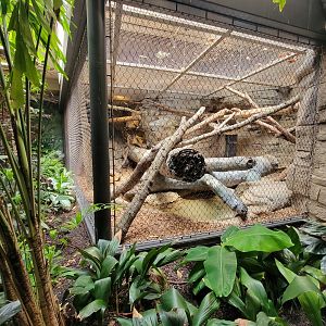 Cleveland Zoo, Rainforest - Binturong