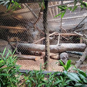 Cleveland Zoo, Rainforest - Binturong