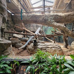 Cleveland Zoo, Rainforest - Clouded leopard