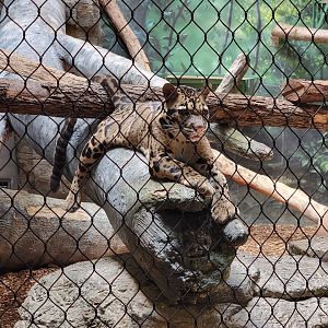 Cleveland Zoo, Rainforest - Clouded leopard