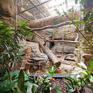 Cleveland Zoo, Rainforest - Ocelot