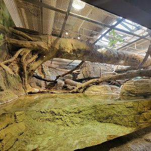Cleveland Zoo, Rainforest - Ocelot