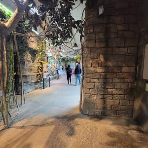 Cleveland Zoo, Rainforest - Path