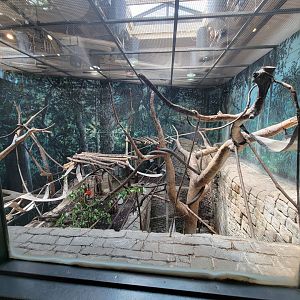 Cleveland Zoo, Rainforest - First view of multi-story Francois Langur exhibit