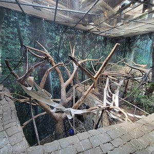 Cleveland Zoo, Rainforest - Francois Langur