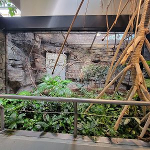 Cleveland Zoo, Rainforest - Green aracari