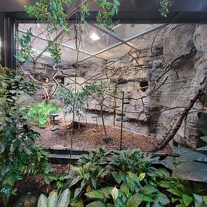 Cleveland Zoo, Rainforest - Green aracari