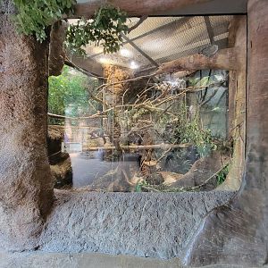 Cleveland Zoo, Rainforest - Prevost's squirrels