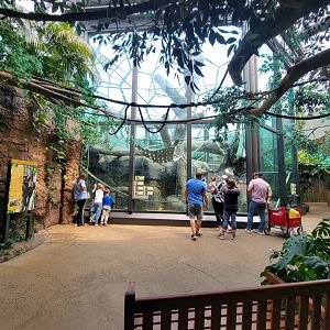 Cleveland Zoo, Rainforest - Orangutans