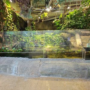 Cleveland Zoo, Rainforest - Boeseman's rainbowfish, banded rainbowfish