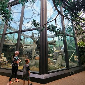 Cleveland Zoo, Rainforest - Orangutans