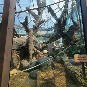 Cleveland Zoo, Rainforest - Orangutans