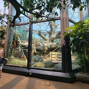 Cleveland Zoo, Rainforest - Orangutans