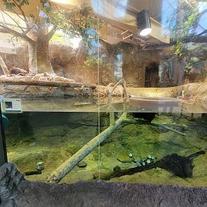 Cleveland Zoo, Rainforest - Asian small-clawed otters