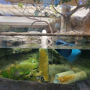 Cleveland Zoo, Rainforest - Asian small-clawed otters