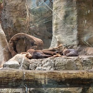 Cleveland Zoo, Rainforest - Asian small-clawed otters