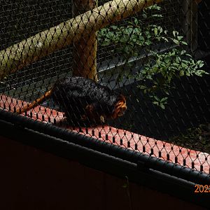 Golden-headed Lion Tamarin (Leontopithecus chrysomelas)