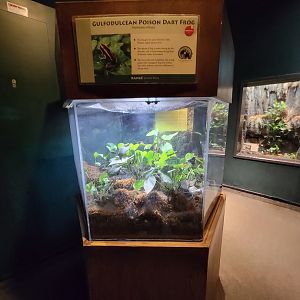 Cleveland Zoo, Rainforest - Golfodulcean poison dart frog