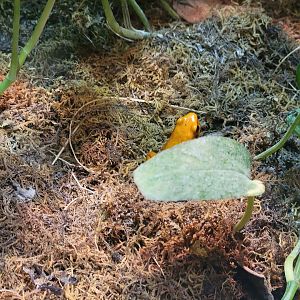 Cleveland Zoo, Rainforest - Golden poison dart frog