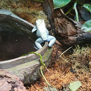 Cleveland Zoo, Rainforest - Golden poison dart frog, mint variation