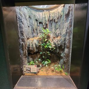 Cleveland Zoo, Rainforest - Golden poison dart frog