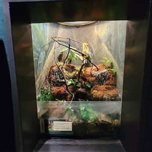 Cleveland Zoo, Rainforest - Panamanian golden frogs