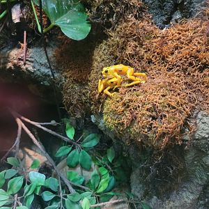 Cleveland Zoo, Rainforest - Panamanian golden frog vocalizing