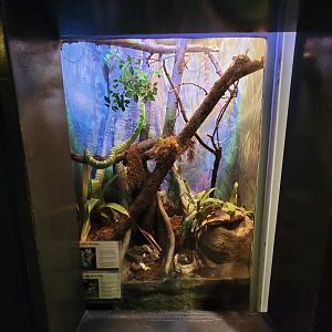 Cleveland Zoo, Rainforest - Emerald tree boa, Amazon milk frog