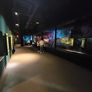 Cleveland Zoo, Rainforest - Hallway past bats