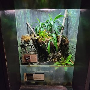 Cleveland Zoo, Rainforest - Green and black poison dart frog, tiger-legged monkey frog