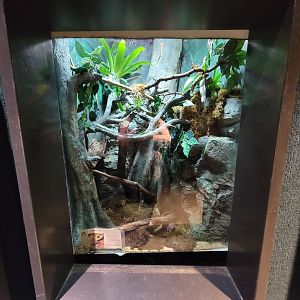 Cleveland Zoo, Rainforest - "Climbing toad"