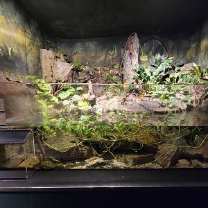 Cleveland Zoo, Rainforest - Clown squeaker catfish and jewel cichlid