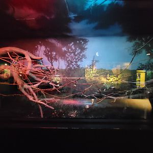 Cleveland Zoo, Rainforest - Straw-colored fruit bats and Rodrigues flying foxes