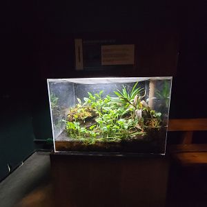 Cleveland Zoo, Rainforest - Dyeing poison dart frog, blue morph