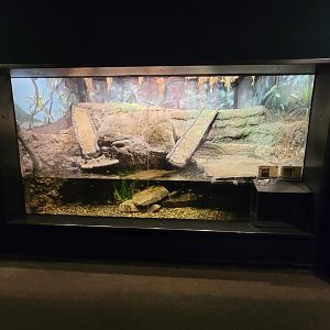 Cleveland Zoo, Rainforest - Dwarf crocodile, lionhead cichlid