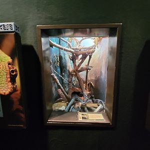 Cleveland Zoo, Rainforest - Tiger ratsnake