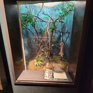 Cleveland Zoo, Rainforest - Henkel's leaf-tailed gecko