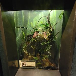 Cleveland Zoo, Rainforest - Baron's green racer