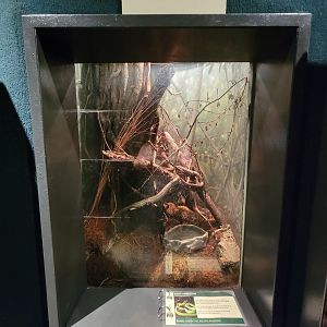 Cleveland Zoo, Rainforest - Red-bellied piranhas