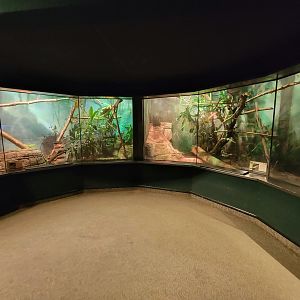 Cleveland Zoo, Rainforest - Green tree monitor on left, Fiji banded iguana on right