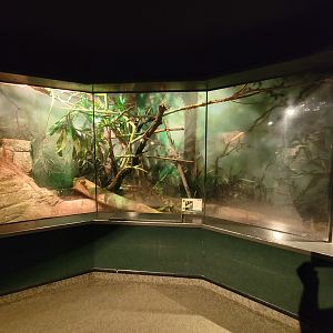 Cleveland Zoo, Rainforest - Fiji banded iguana