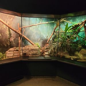 Cleveland Zoo, Rainforest - Green tree monitor