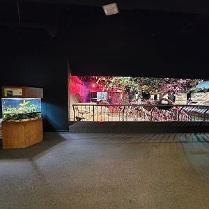 Cleveland Zoo, Rainforest - First view of porcupine exhibit