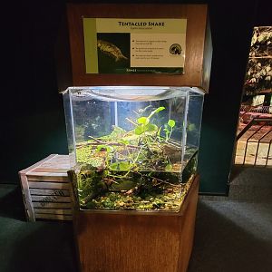 Cleveland Zoo, Rainforest - Tentacled snake