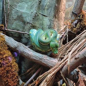 Cleveland Zoo, Rainforest - Green tree python