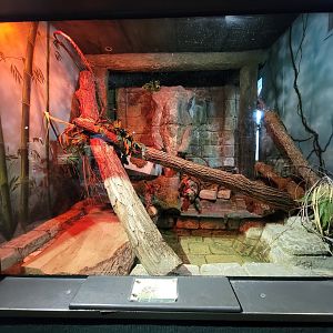 Cleveland Zoo, Rainforest - Burmese python